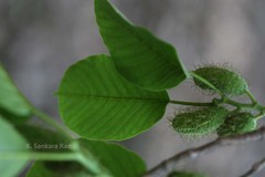 Broussonetia luzonica